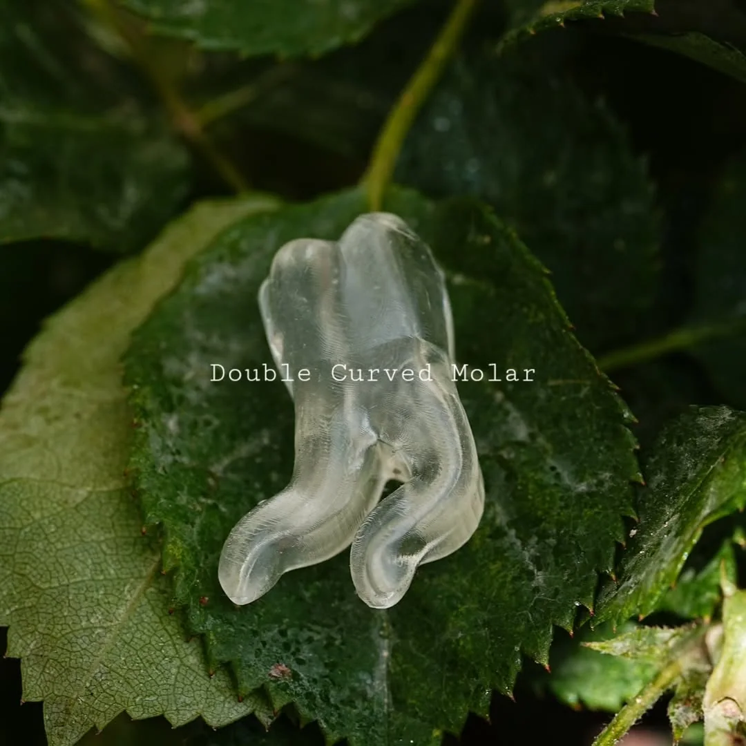 Double-Curved Molar — image 1 of 4