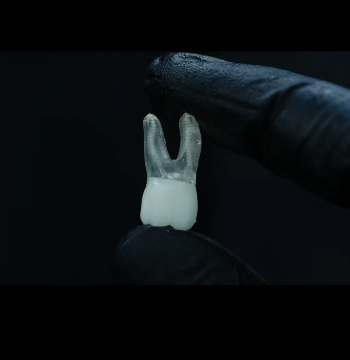 Lower First Molar — 4K-BSC-LM